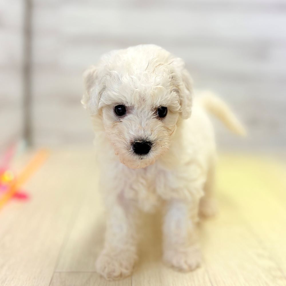 愛知県のビションフリーゼ (犬の家＆猫の里春日井本店/2026年5月26日生まれ/女の子/ホワイト)の子犬の2枚目の画像