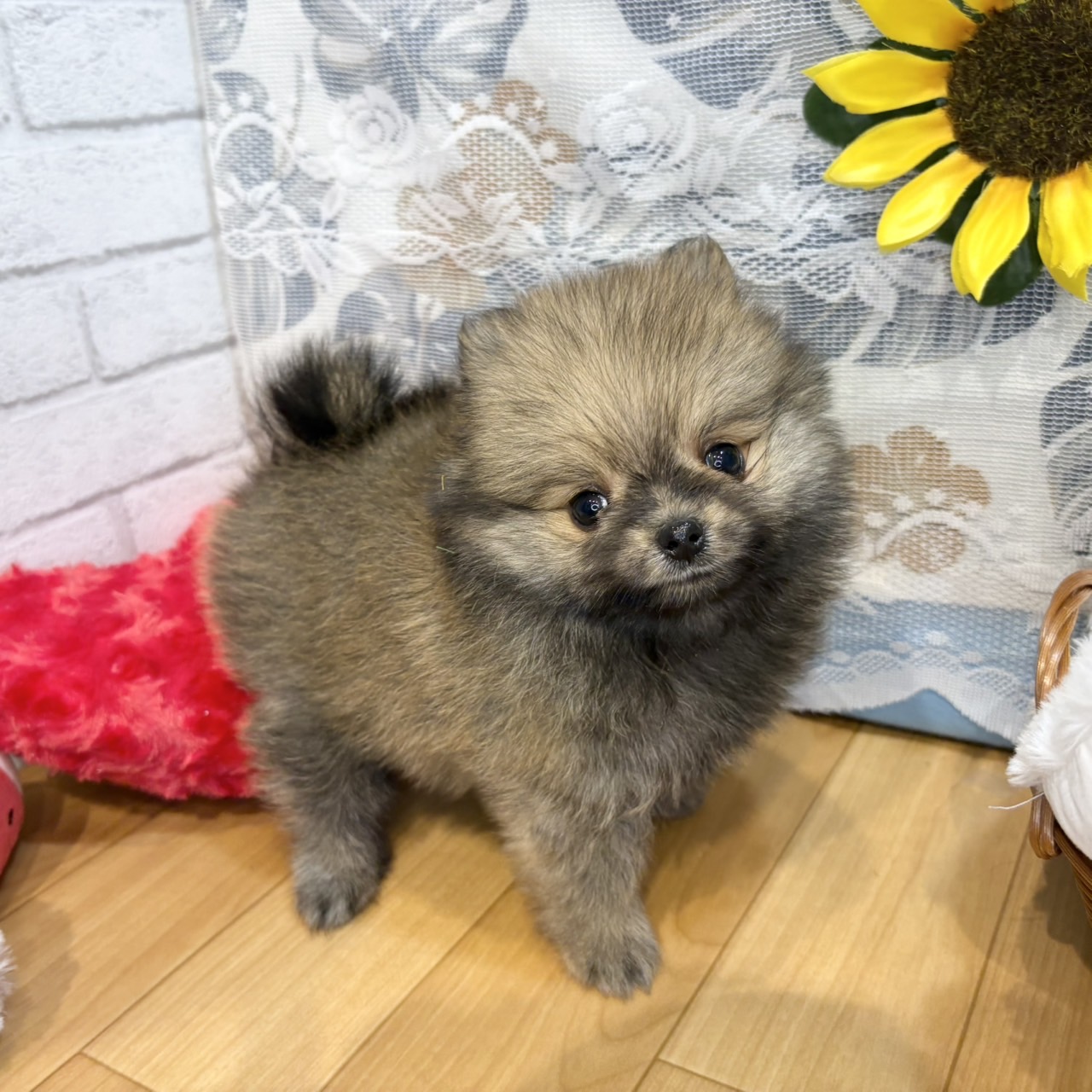 長野県のポメラニアン (犬の家＆猫の里カインズ梓川店/2026年5月25日生まれ/女の子/オレンジ)の子犬の2枚目の画像