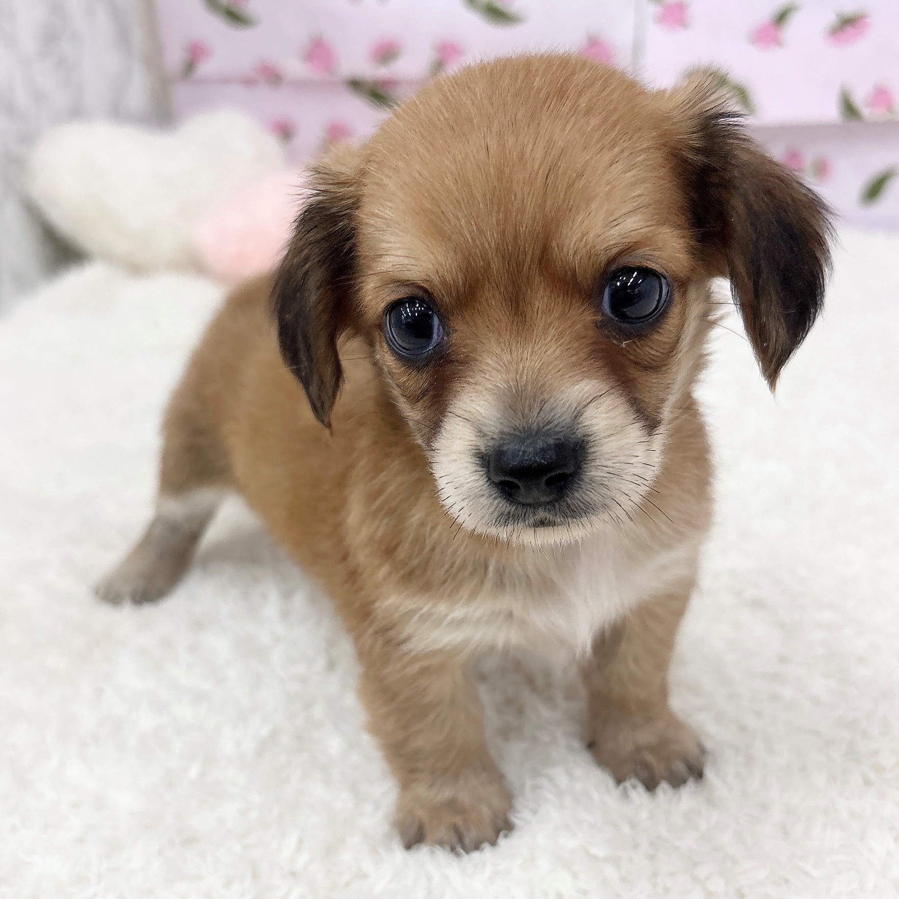 愛知県のチワックス(チワワ×ダックス) (犬の家＆猫の里エアポートウォーク店/2026年5月25日生まれ/女の子/レッド)の子犬の1枚目の画像