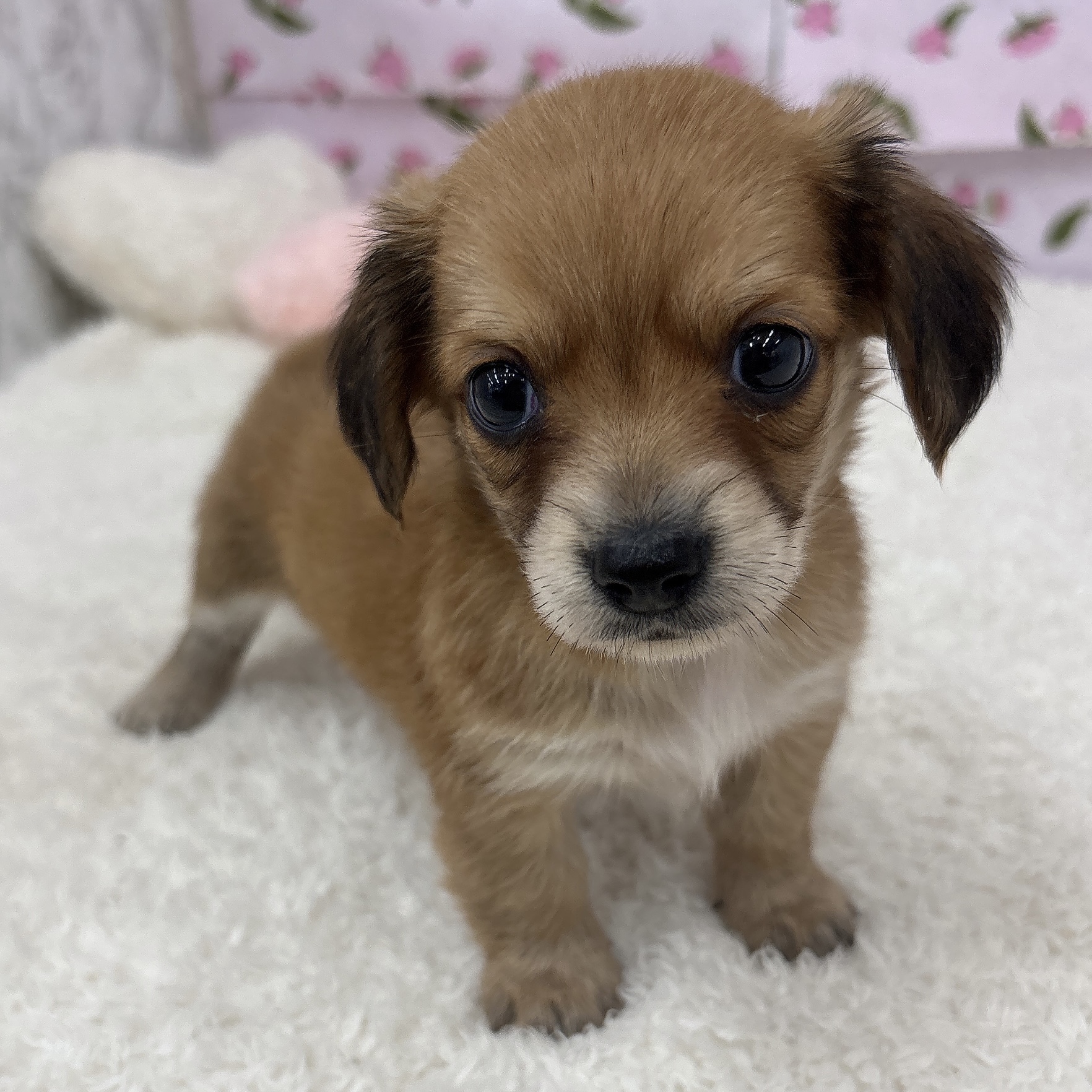 愛知県のチワックス(チワワ×ダックス) (犬の家＆猫の里エアポートウォーク店/2026年5月25日生まれ/女の子/レッド)の子犬の1枚目の画像