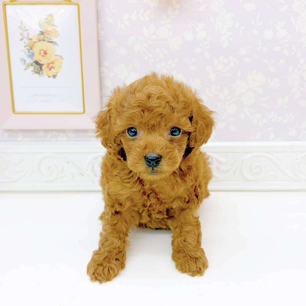 富山県のトイプードル(トイ) (犬の家＆猫の里富山店/2026年5月26日生まれ/男の子/レッド)の子犬の2枚目の画像