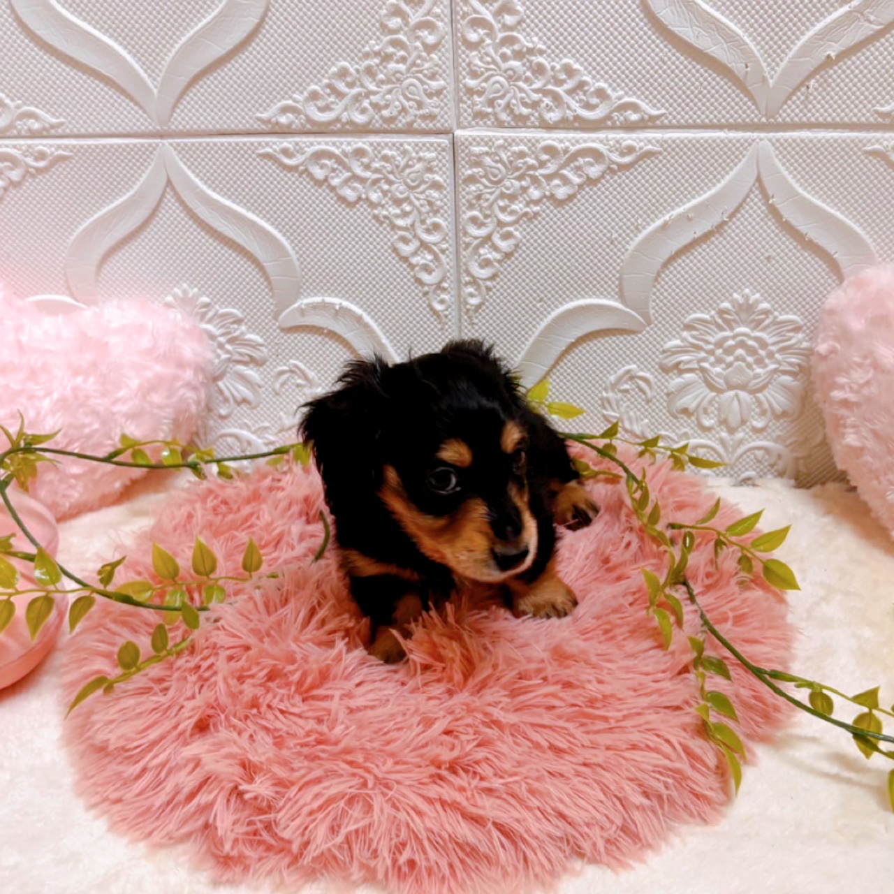 愛知県のミニチュアダックスフンド(ロング) (犬の家＆猫の里岡崎店/2026年5月26日生まれ/男の子/ブラックタン)の子犬の2枚目の画像
