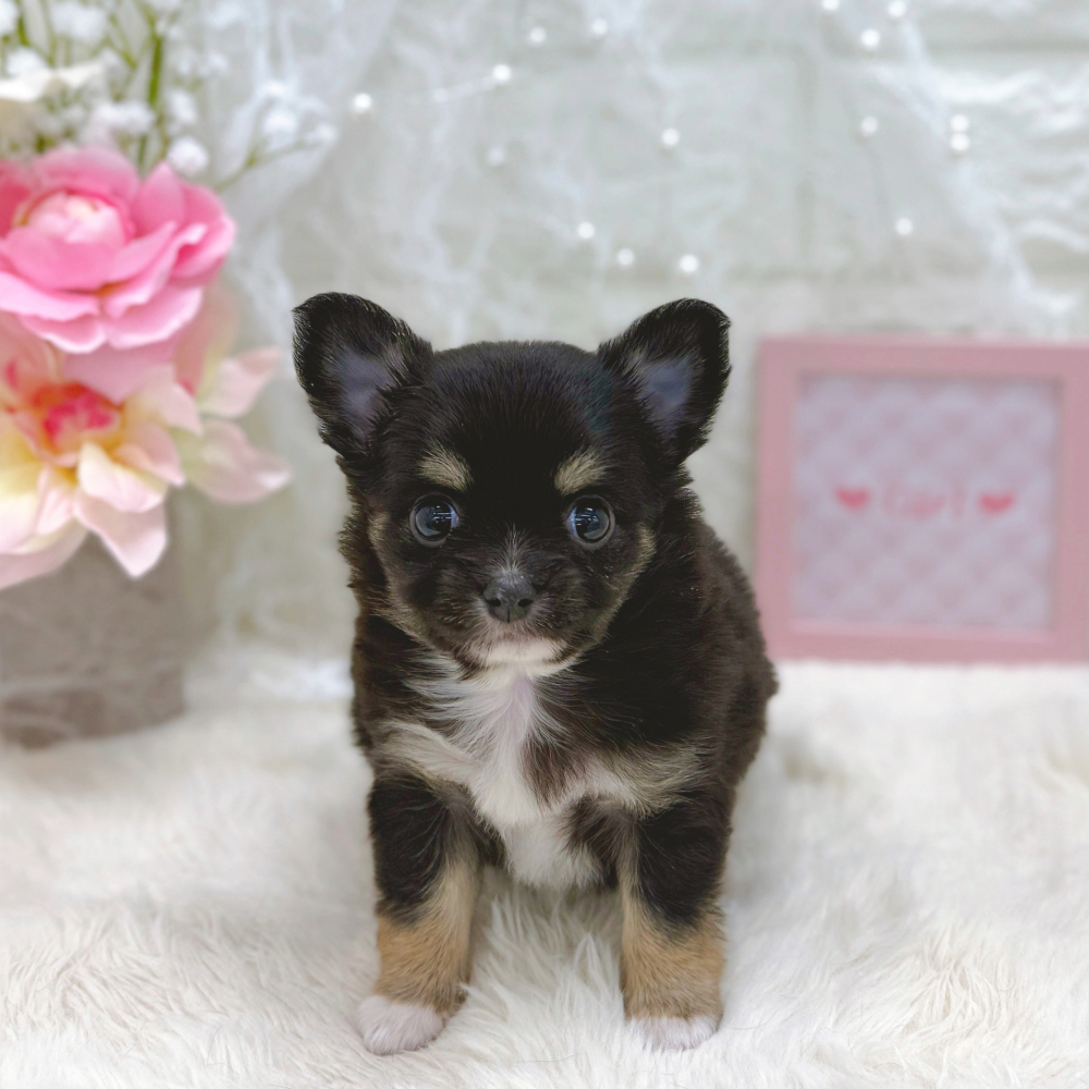 福井県のチワワ(ロング) (犬の家＆猫の里アミーゴ福井大和田店/2026年5月25日生まれ/女の子/ブラックタン)の子犬の1枚目の画像