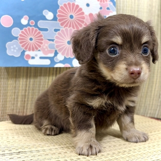 神奈川県のチワックス(チワワ×ダックス) (犬の家＆猫の里小田原店/2026年5月25日生まれ/男の子/チョコレートタン)の子犬の1枚目の画像