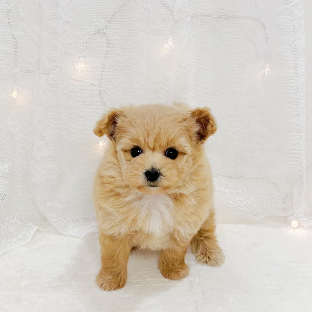 千葉県のポメプー(ポメラニアン×プードル) (犬の家＆猫の里BIGHOPガーデンモール印西店/2026年5月24日生まれ/女の子/アプリコット)の子犬の2枚目の画像