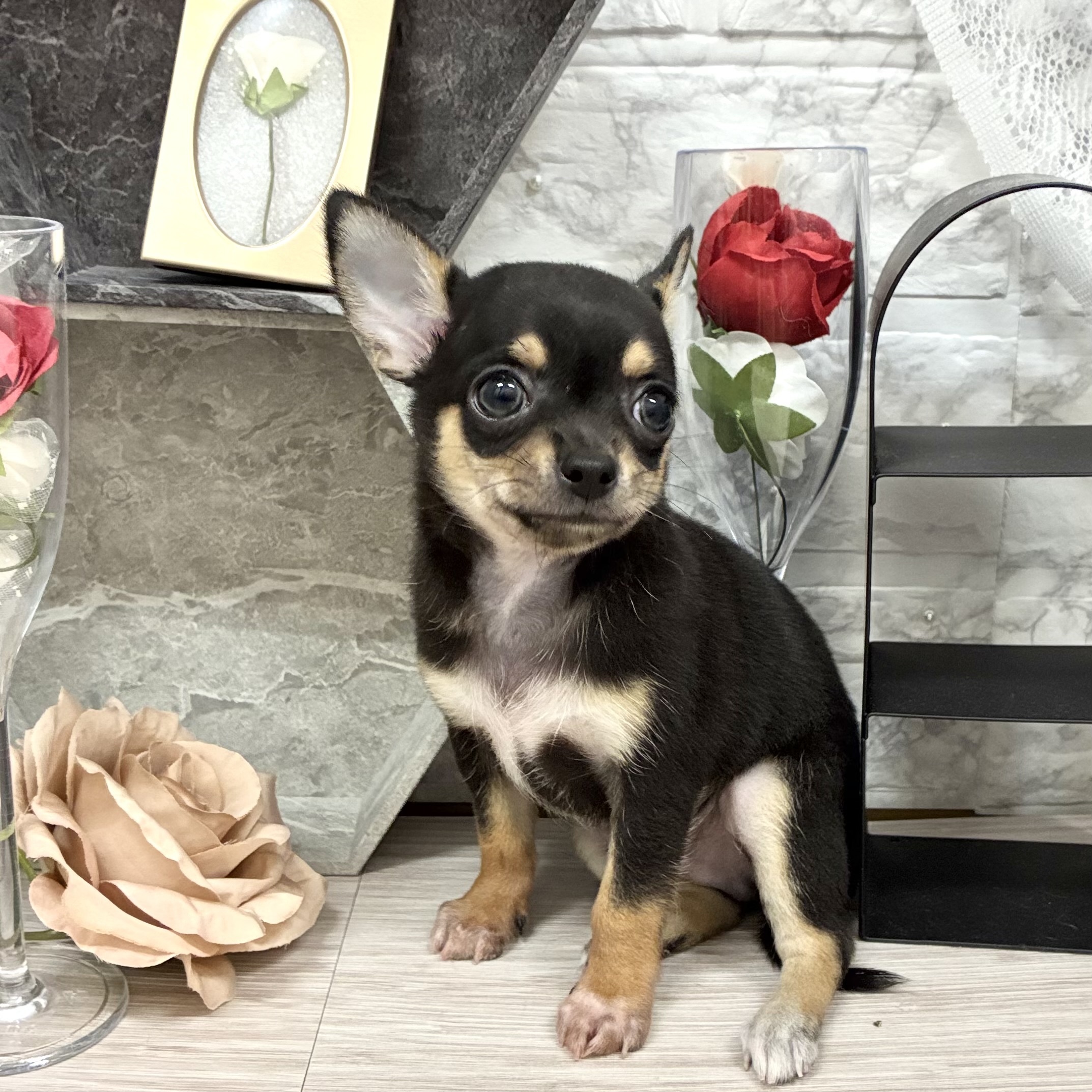 千葉県のチワワ(スムース) (犬の家＆猫の里ワンズモール稲毛店/2026年5月26日生まれ/男の子/ブラックタン)の子犬の2枚目の画像