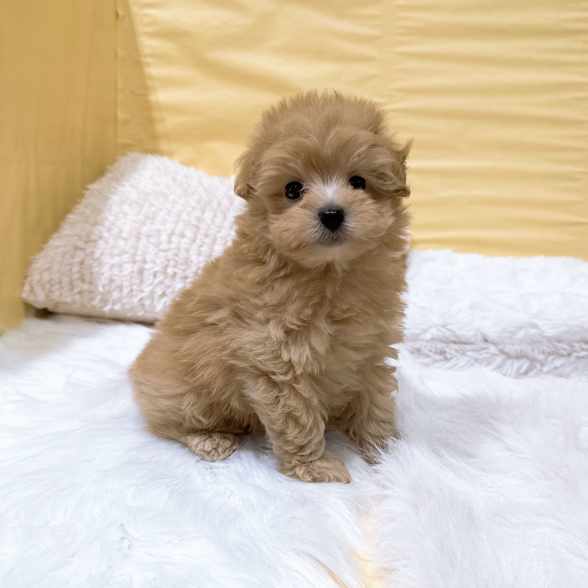 神奈川県のポメプー(ポメラニアン×プードル) (犬の家＆猫の里元住吉ブレーメン通り店/2026年5月26日生まれ/男の子/アプリコット)の子犬の1枚目の画像