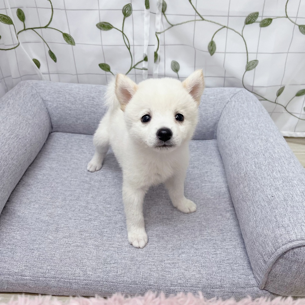 長野県のハーフ犬・ミックス犬 (犬の家＆猫の里塩尻店/2026年5月23日生まれ/女の子/白)の子犬の1枚目の画像