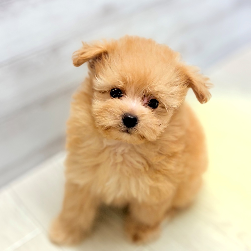 愛知県のポメプー(ポメラニアン×プードル) (犬の家＆猫の里春日井本店/2026年5月26日生まれ/女の子/アプリコット)の子犬の1枚目の画像