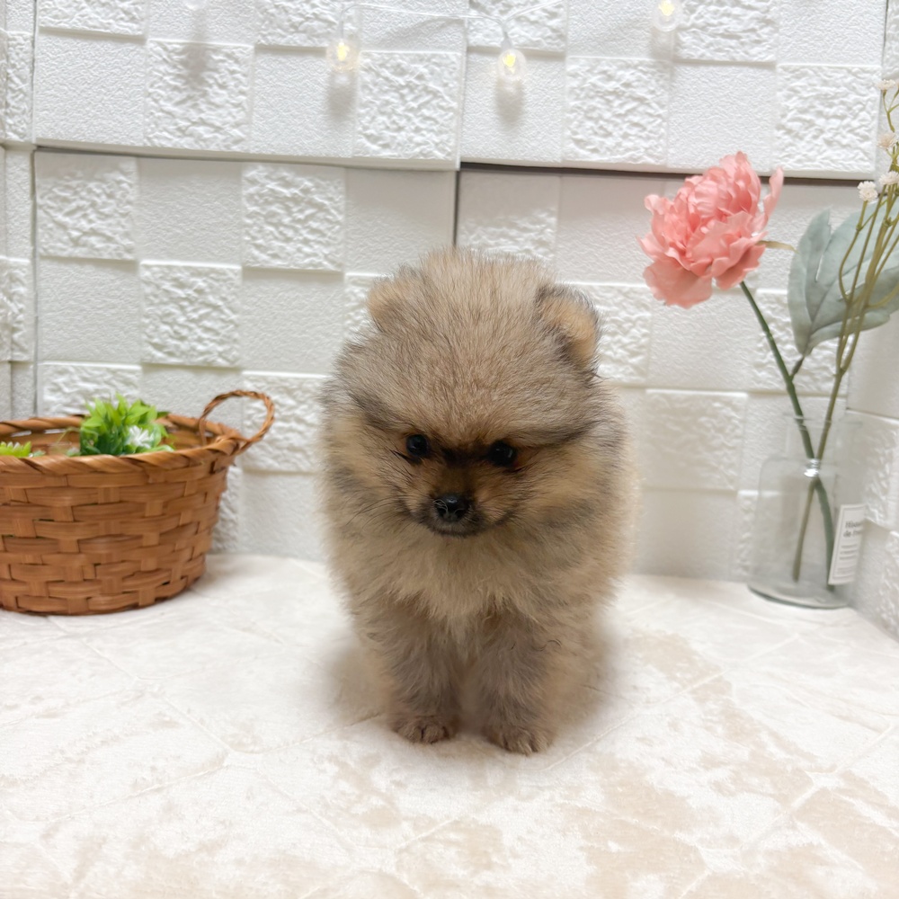 東京都のポメラニアン (犬の家＆猫の里ペットフォレスト小平店/2026年5月26日生まれ/男の子/オレンジ)の子犬の2枚目の画像