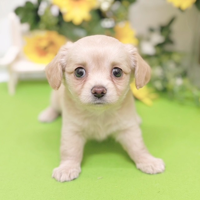 静岡県のチワックス(チワワ×ダックス) (犬の家＆猫の里藤枝店/2026年5月24日生まれ/女の子/クリーム)の子犬の1枚目の画像