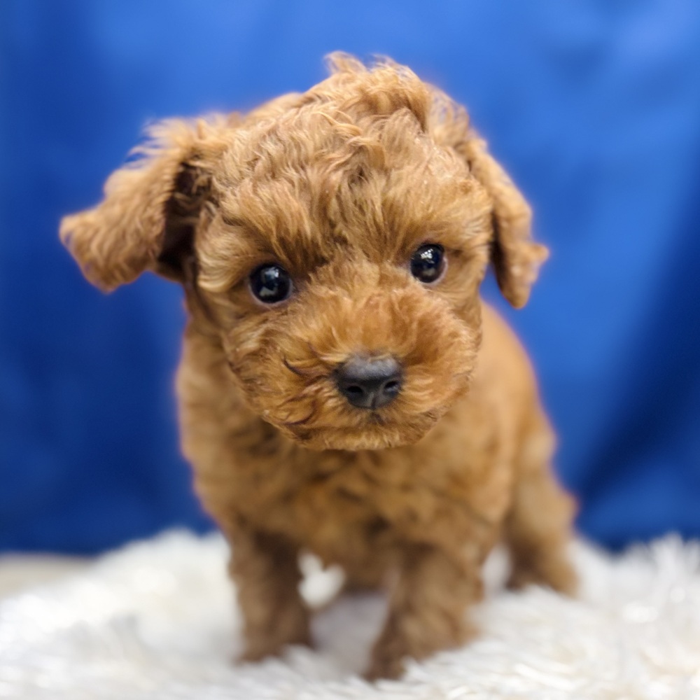 岐阜県のトイプードル(トイ) (犬の家＆猫の里中津川店/2026年5月24日生まれ/男の子/レッド)の子犬の1枚目の画像