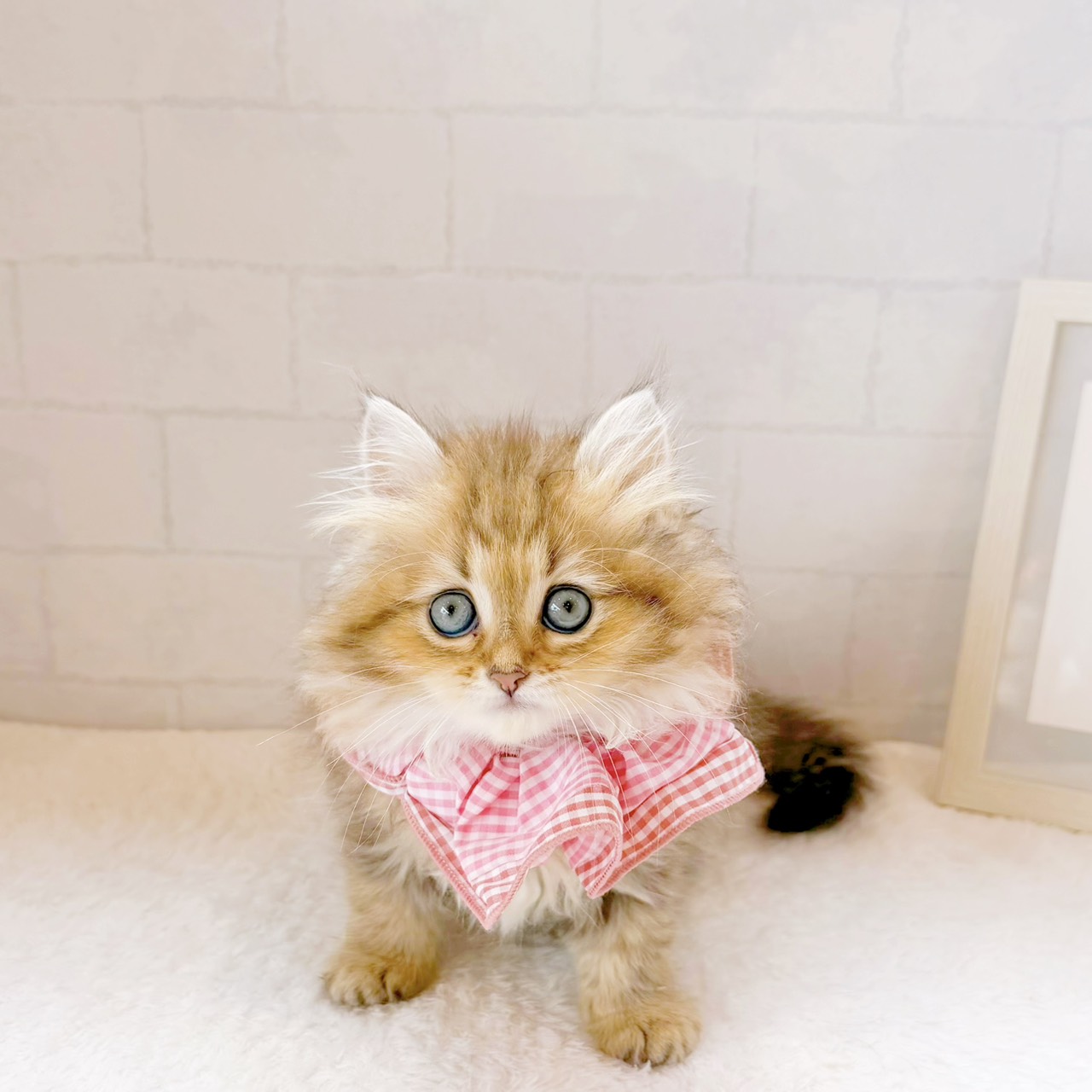石川県のペルシャ (犬の家＆猫の里金沢店/2026年5月23日生まれ/女の子/チンチラゴールデン)の子猫の2枚目の画像