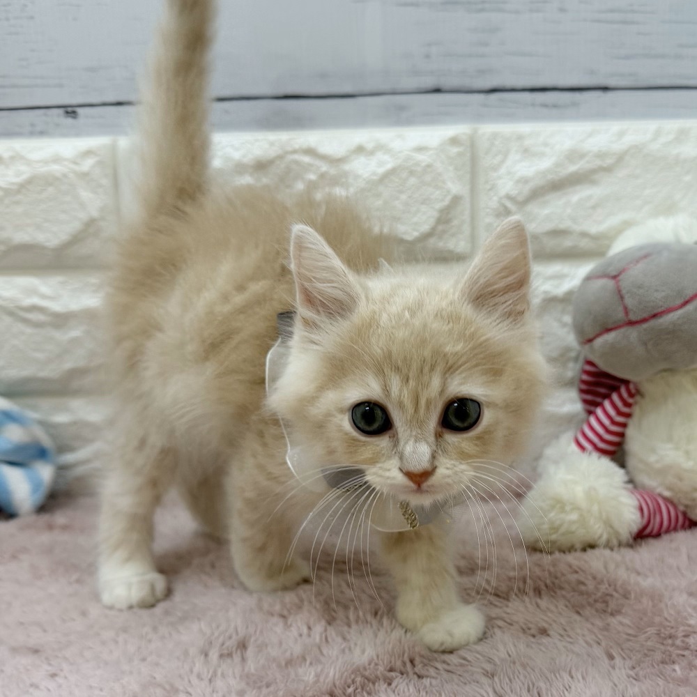 静岡県のラガマフィン (犬の家＆猫の里アミーゴ浜松和田店/2026年5月26日生まれ/男の子/クリームタビーホワイト)の子猫の2枚目の画像