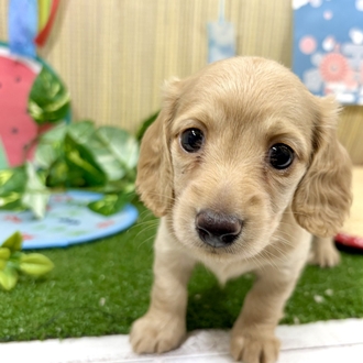 神奈川県のミニチュアダックスフンド(ロング) (犬の家＆猫の里小田原店/2026年5月23日生まれ/女の子/イエロー)の子犬の1枚目の画像