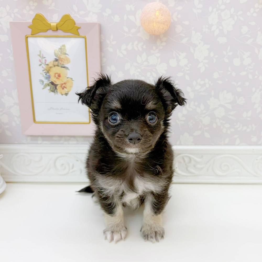 富山県のチワワ(ロング) (犬の家＆猫の里富山店/2026年5月25日生まれ/男の子/ブラックタンホワイト)の子犬の1枚目の画像