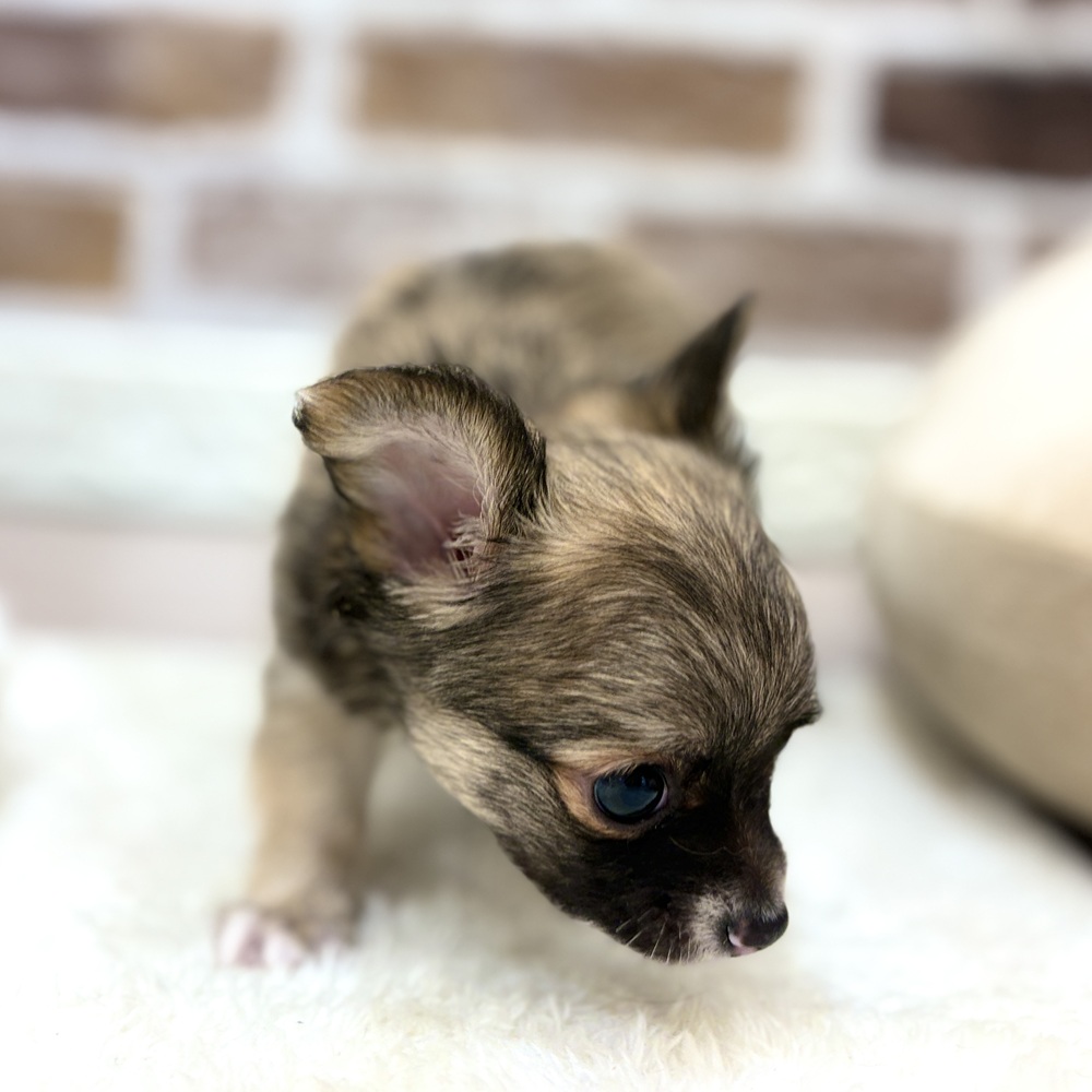 三重県のチワワ(ロング) (犬の家＆猫の里三重桑名店/2026年5月25日生まれ/男の子/フォーンホワイト)の子犬の2枚目の画像