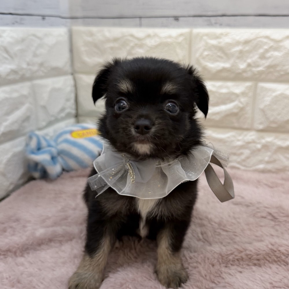 静岡県のチワワ(ロング) (犬の家＆猫の里アミーゴ浜松和田店/2026年5月26日生まれ/男の子/ブラックタンホワイト)の子犬の2枚目の画像