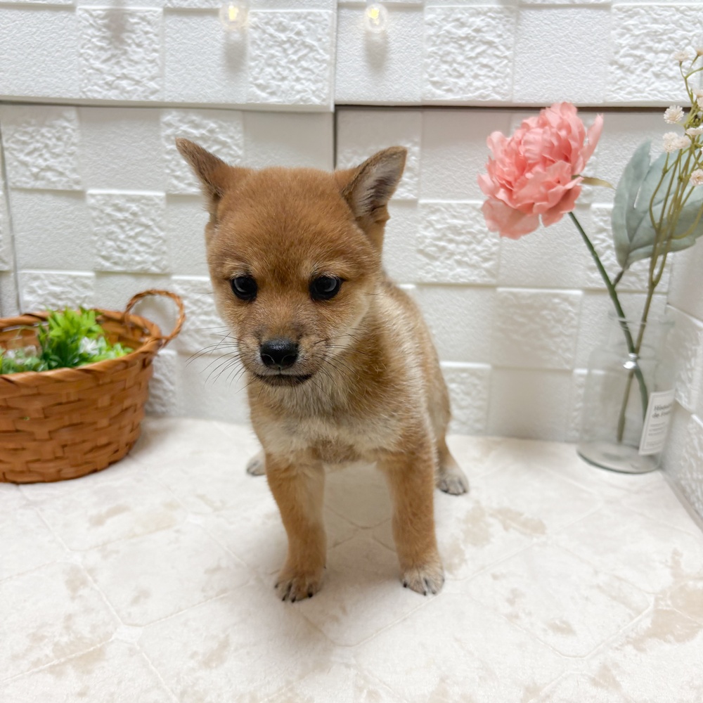 東京都の豆柴 (犬の家＆猫の里ペットフォレスト小平店/2026年5月26日生まれ/男の子/赤)の子犬の2枚目の画像