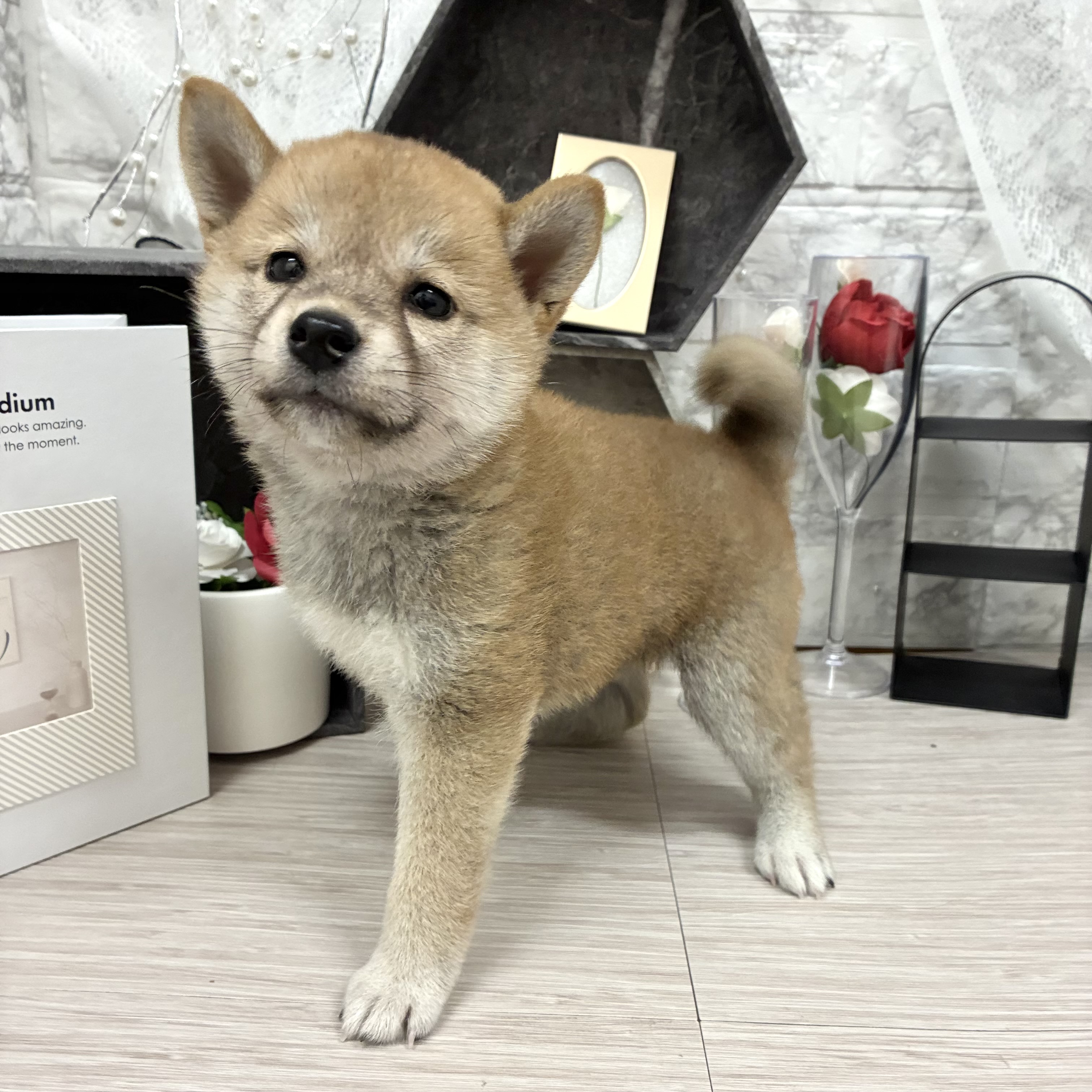 千葉県の柴犬(標準サイズ) (犬の家＆猫の里ワンズモール稲毛店/2026年5月25日生まれ/女の子/赤)の子犬の2枚目の画像