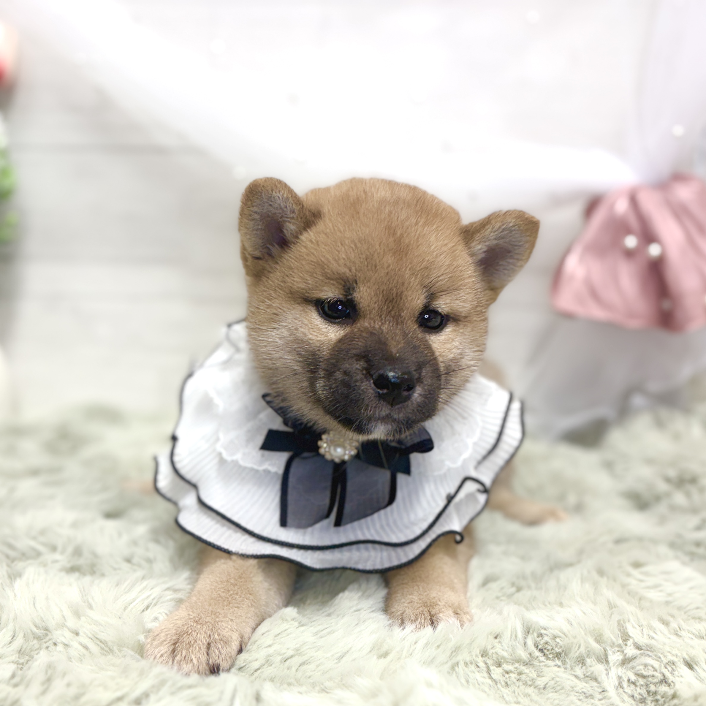 神奈川県の柴犬(標準サイズ) (犬の家＆猫の里相模原店/2026年5月25日生まれ/女の子/赤)の子犬の2枚目の画像