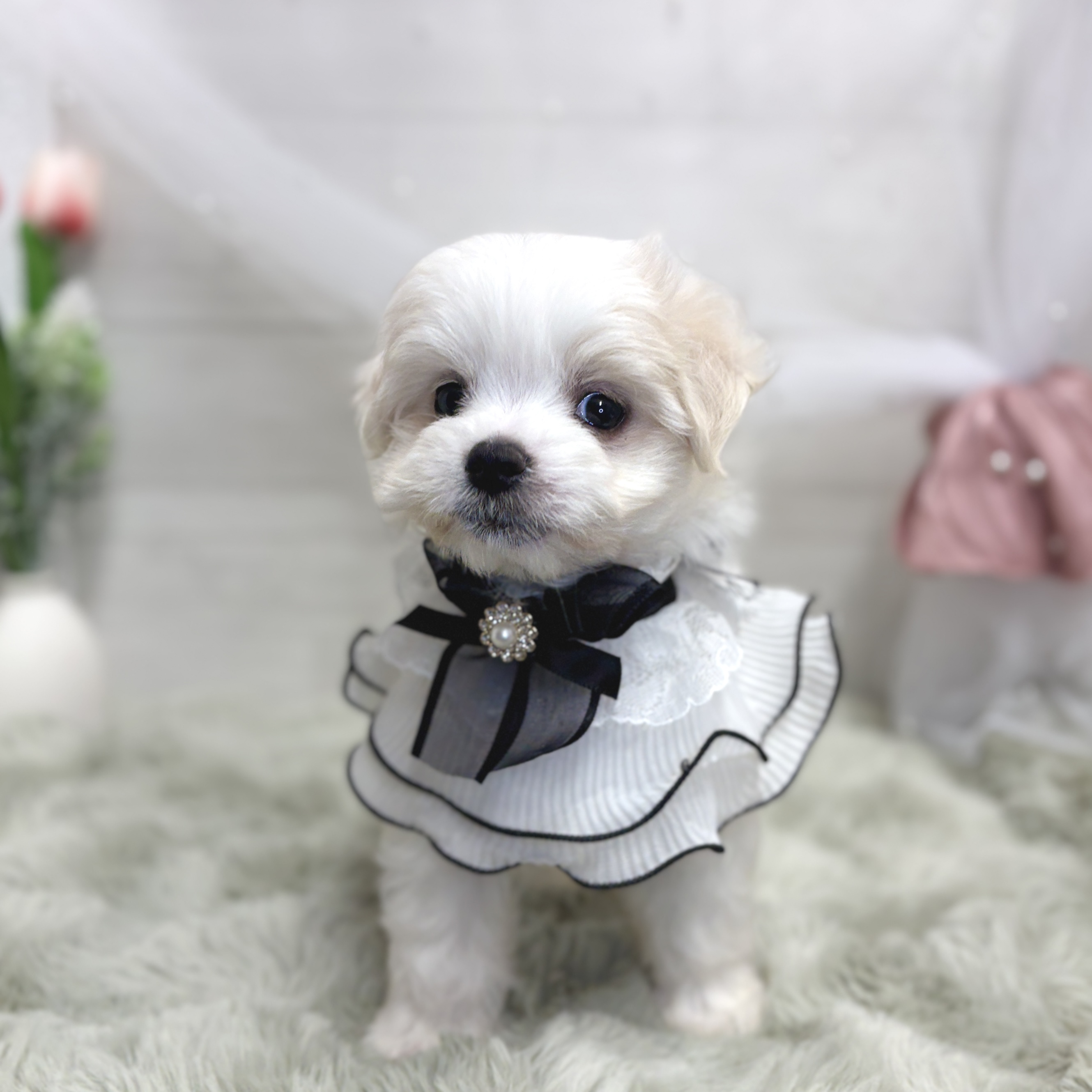 神奈川県のマルプー(マルチーズ×プードル) (犬の家＆猫の里相模原店/2026年5月18日生まれ/女の子/ホワイト)の子犬の2枚目の画像