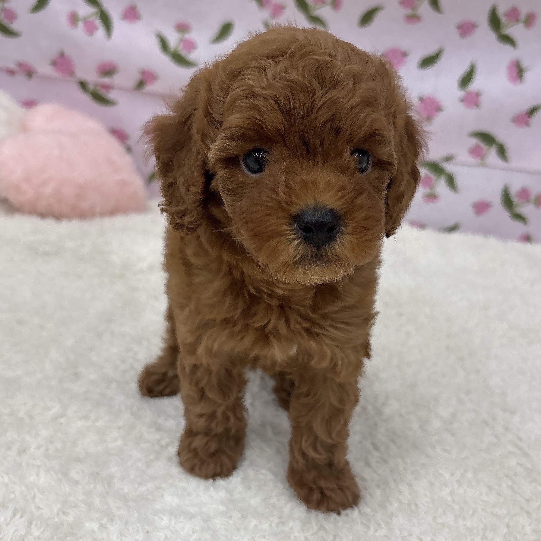 愛知県のトイプードル(トイ) (犬の家＆猫の里エアポートウォーク店/2026年5月25日生まれ/男の子/レッド)の子犬の1枚目の画像