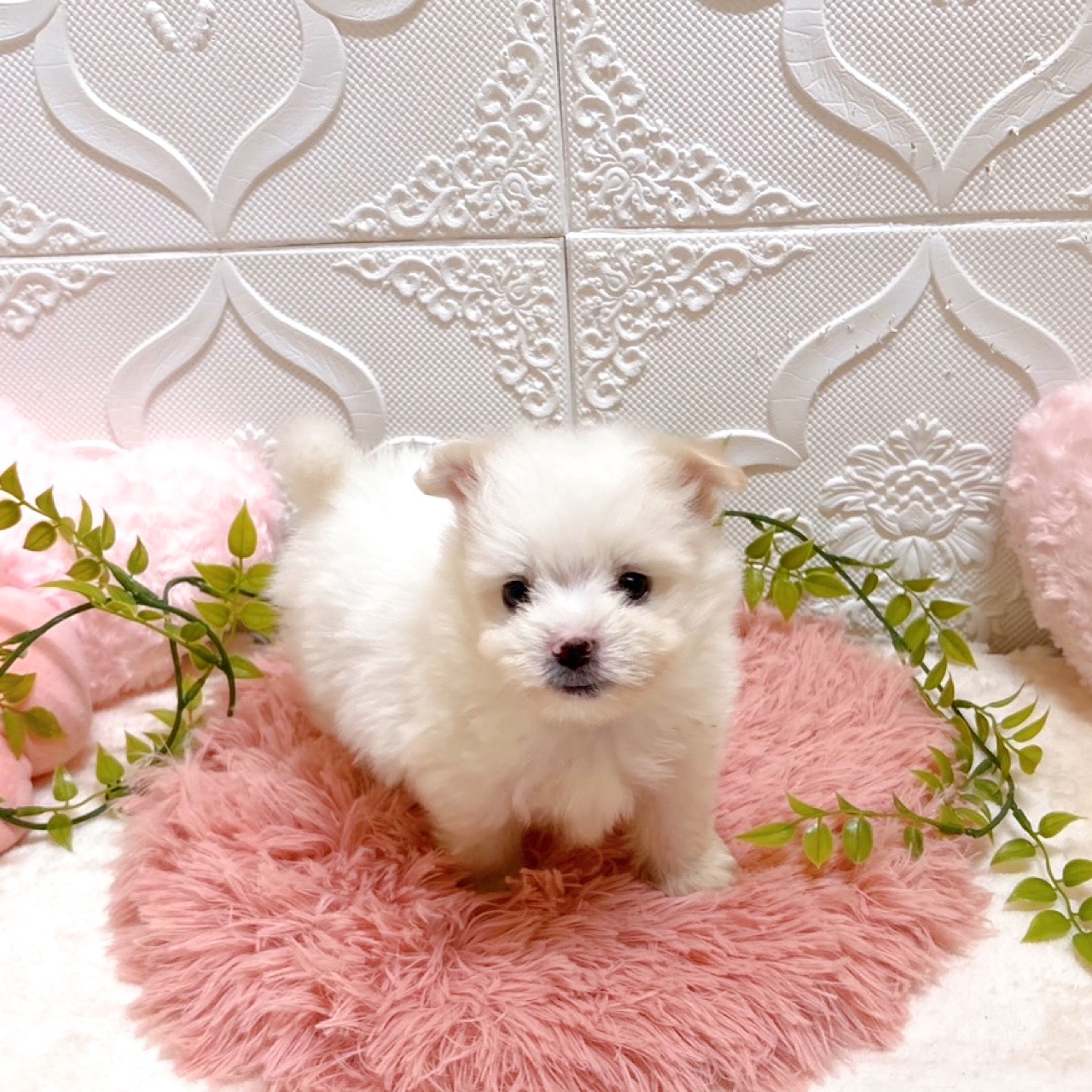 愛知県のポメマル/マルポメ(ポメラニアン×マルチーズ)の子犬を価格や