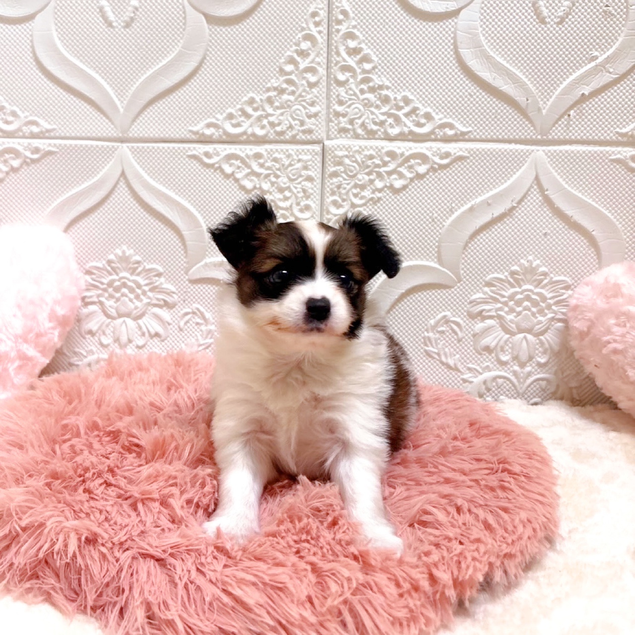 愛知県のパピヨン (犬の家＆猫の里岡崎店/2026年5月26日生まれ/女の子/ホワイトブラウン)の子犬の1枚目の画像