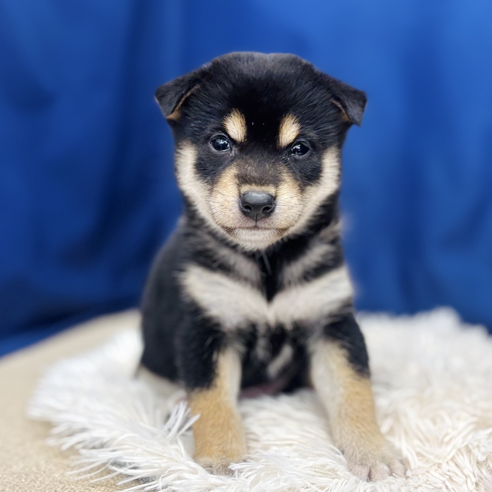 岐阜県の柴犬(標準サイズ) (犬の家＆猫の里中津川店/2026年5月26日生まれ/女の子/黒)の子犬の2枚目の画像
