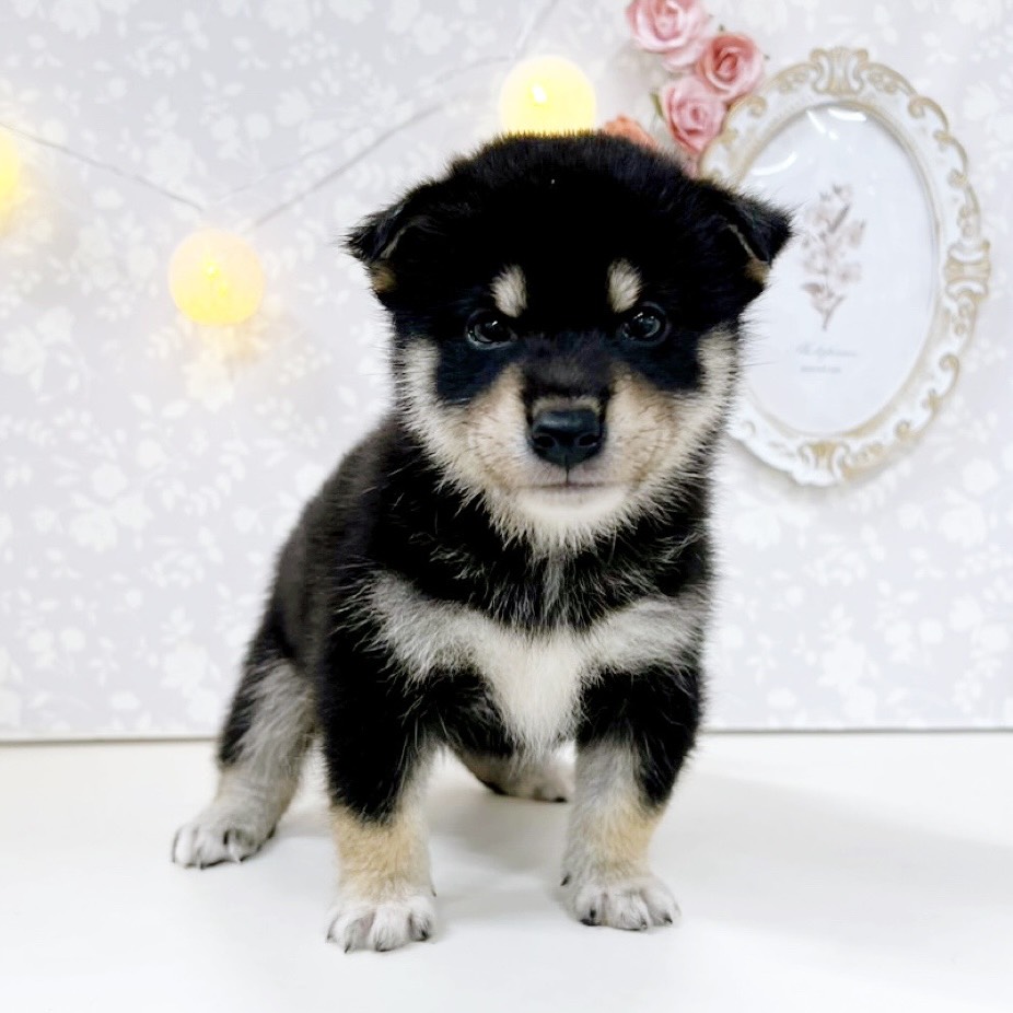 富山県の柴犬(標準サイズ) (犬の家＆猫の里アミーゴ高岡蓮花寺店/2026年5月26日生まれ/男の子/黒)の子犬の2枚目の画像
