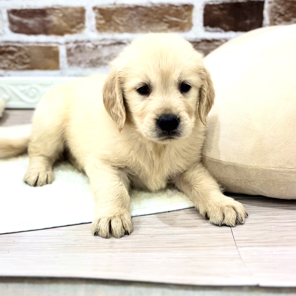 三重県のゴールデンレトリバー (犬の家＆猫の里三重桑名店/2026年5月26日生まれ/男の子/ゴールデン)の子犬の2枚目の画像