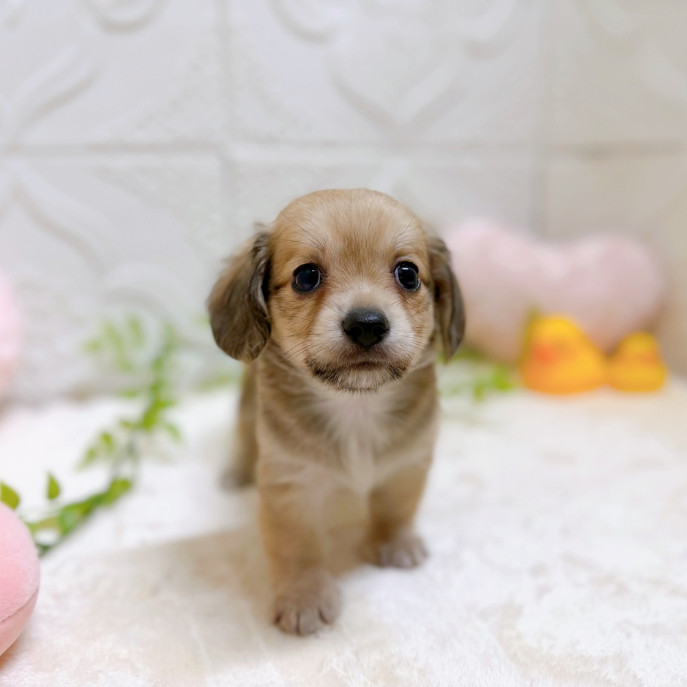 愛知県のチワックス(チワワ×ダックス) (犬の家＆猫の里岡崎店/2026年5月26日生まれ/男の子/シェーデットイエロー)の子犬の2枚目の画像