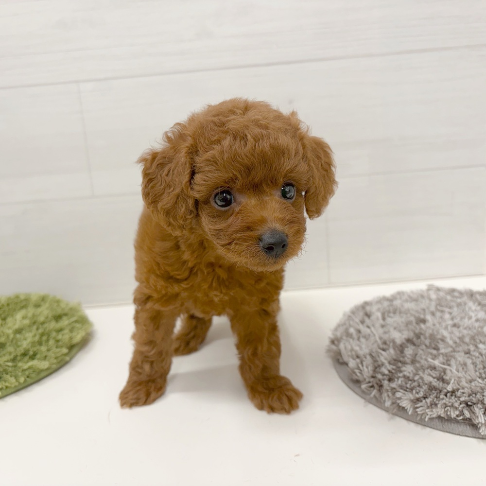 石川県のトイプードル(トイ) (犬の家＆猫の里アミーゴ金沢おこばた店/2026年5月25日生まれ/女の子/レッド)の子犬の2枚目の画像