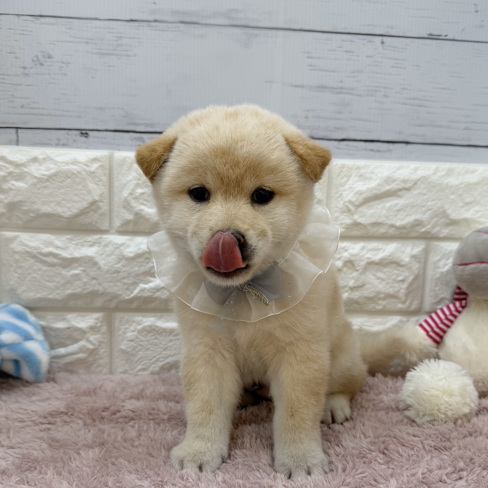 静岡県の柴犬(標準サイズ) (犬の家＆猫の里アミーゴ浜松和田店/2026年5月26日生まれ/男の子/白)の子犬の2枚目の画像