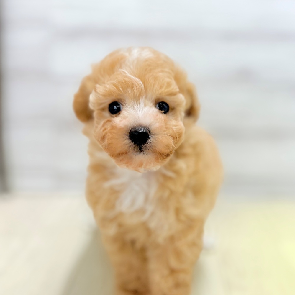 愛知県のビションプー(ビションフリーゼ×プードル) (犬の家＆猫の里春日井本店/2026年5月25日生まれ/女の子/アプリコットホワイト)の子犬の1枚目の画像