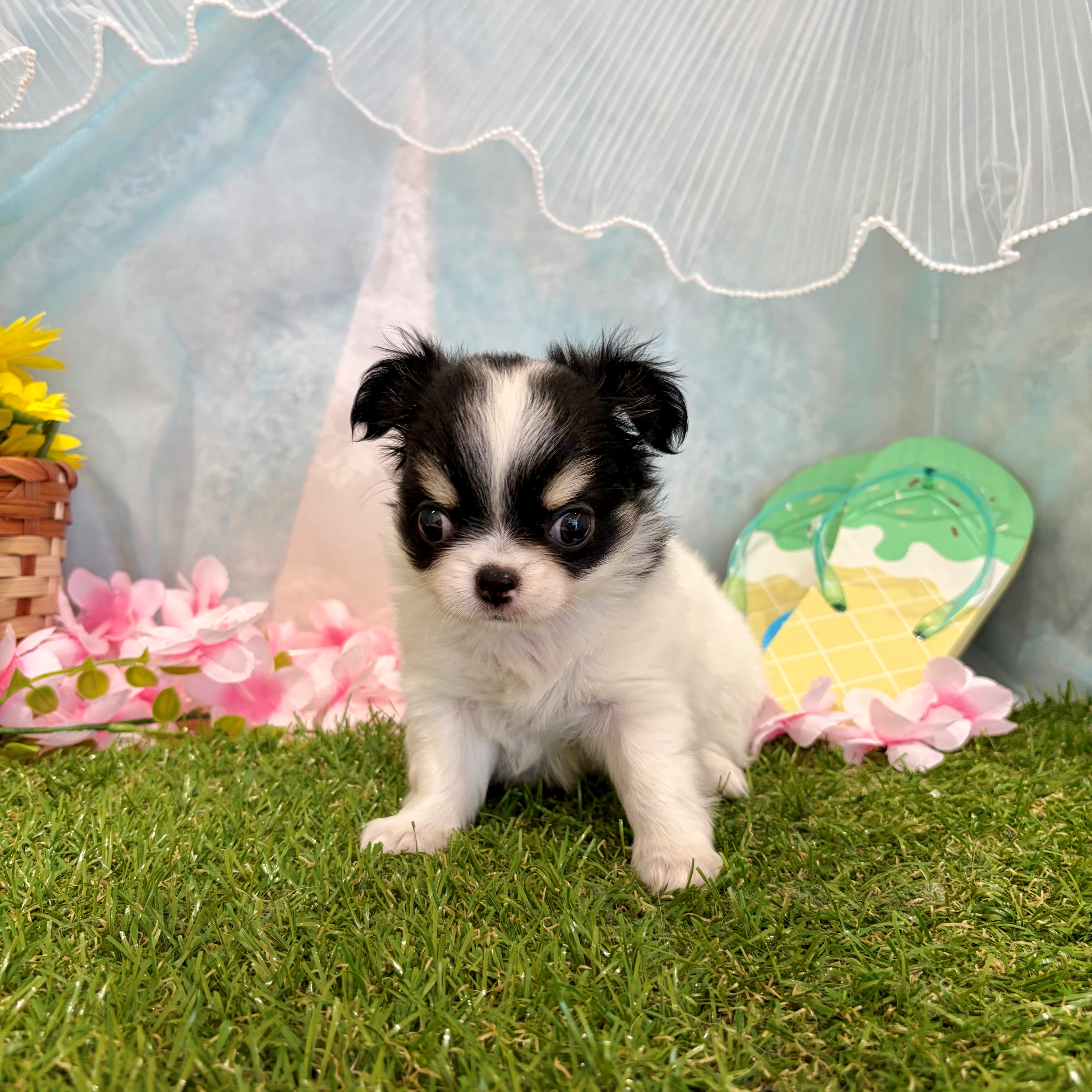福岡県のチワワ(ロング) (犬の家＆猫の里くりえいと宗像店/2026年5月26日生まれ/女の子/ブラックタンホワイト)の子犬の2枚目の画像