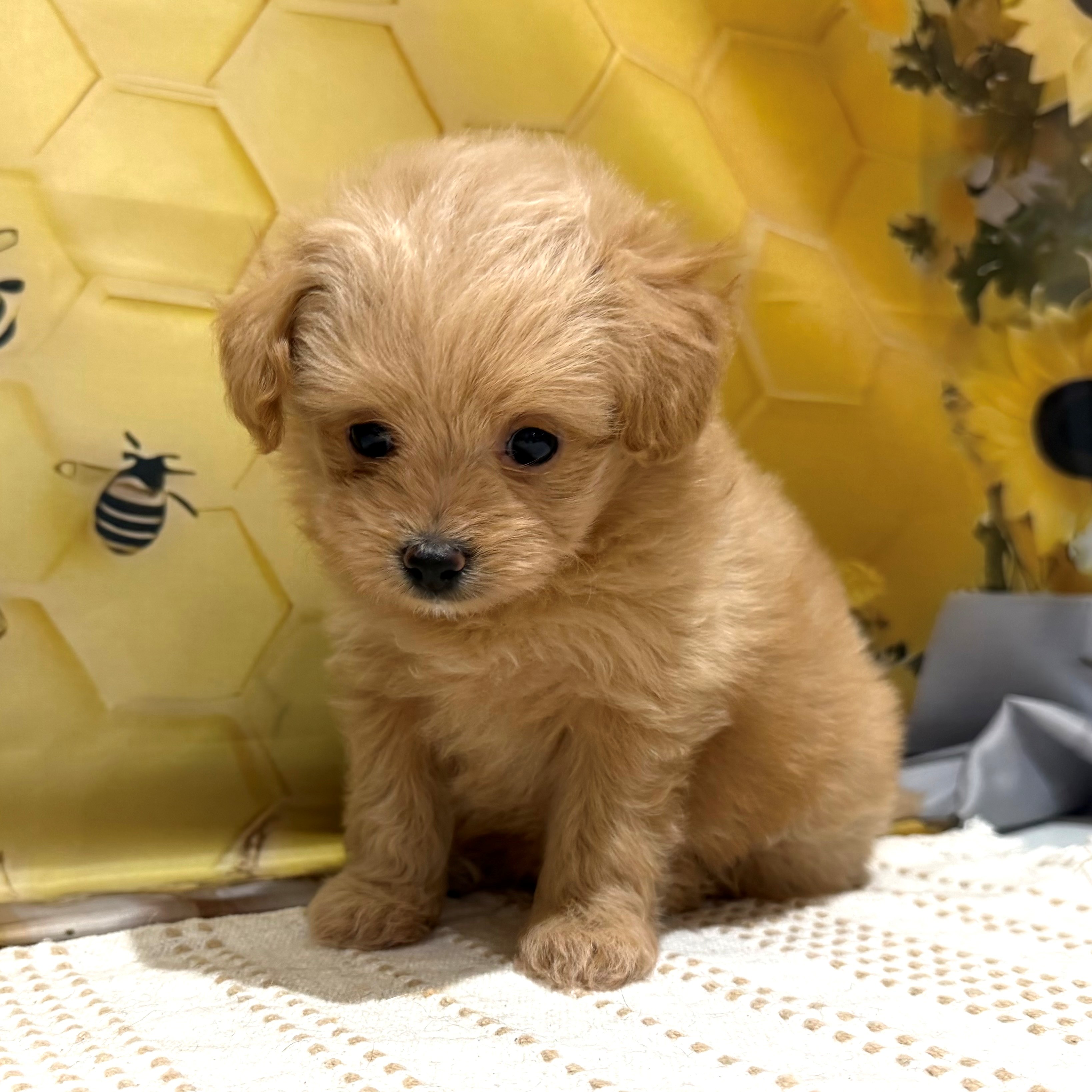 福岡県のポメプー(ポメラニアン×プードル) (犬の家＆猫の里トリアス久山店/2026年5月22日生まれ/女の子/クリーム)の子犬の1枚目の画像