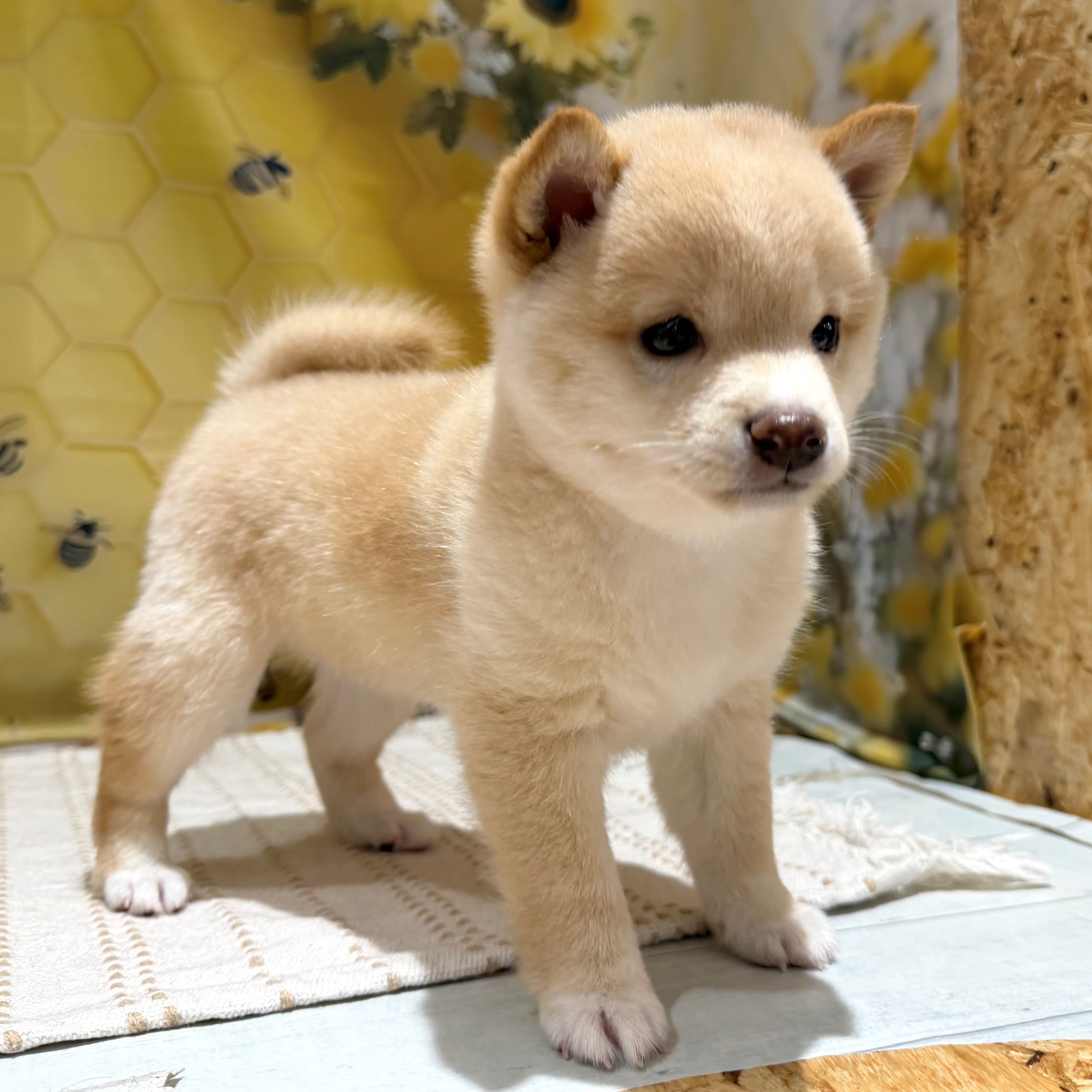 福岡県の豆柴 (犬の家＆猫の里トリアス久山店/2026年5月22日生まれ/男の子/淡赤)の子犬の2枚目の画像