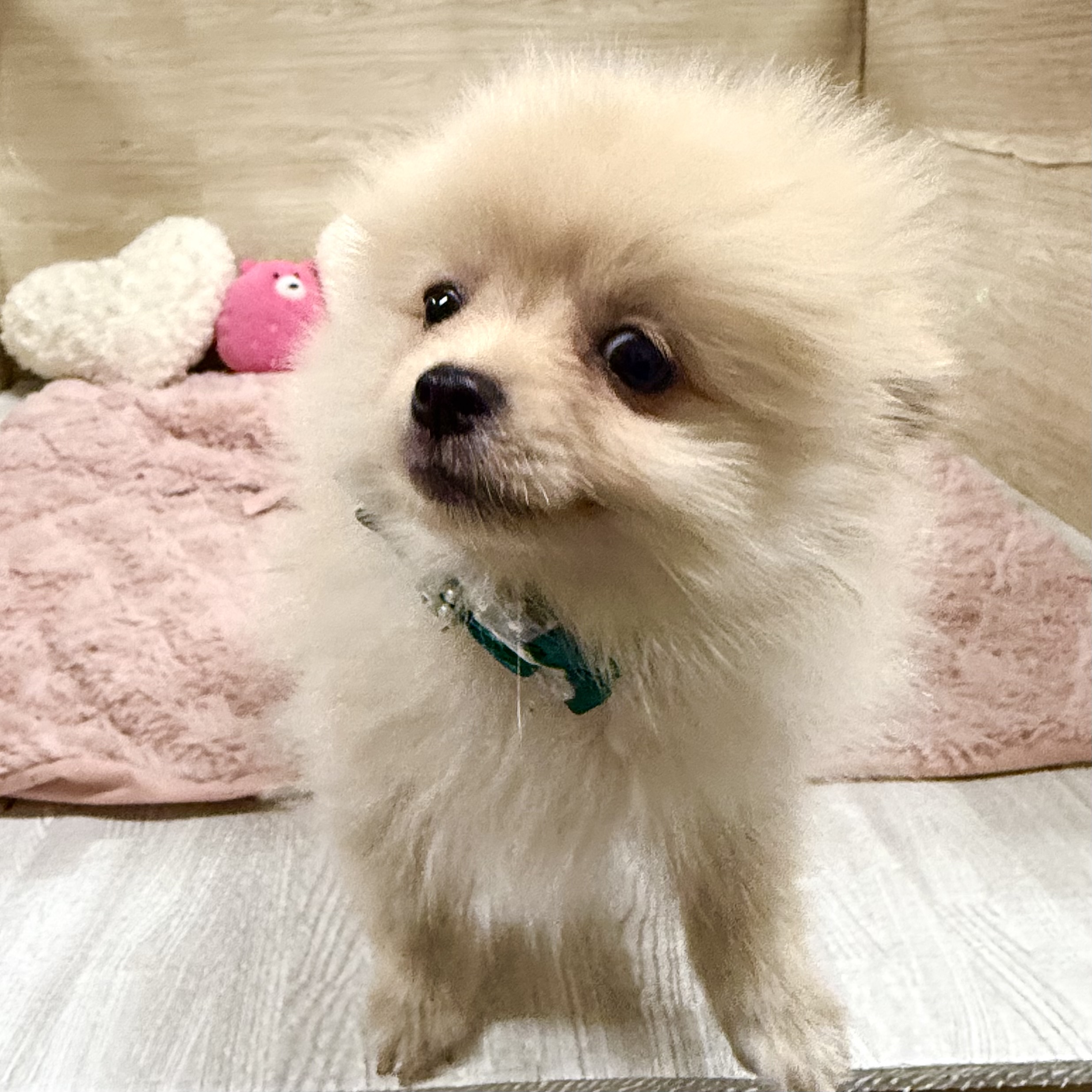 大阪府のポメラニアン (犬の家＆猫の里そよら東岸和田店/2026年5月26日生まれ/女の子/クリーム)の子犬の2枚目の画像