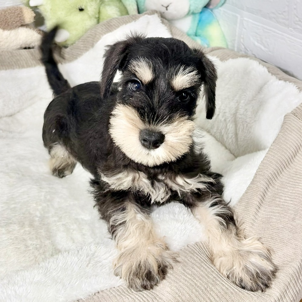兵庫県のミニチュアシュナウザー (犬の家＆猫の里ニッケパークタウン加古川店/2026年5月25日生まれ/男の子/ブラックシルバー)の子犬の1枚目の画像