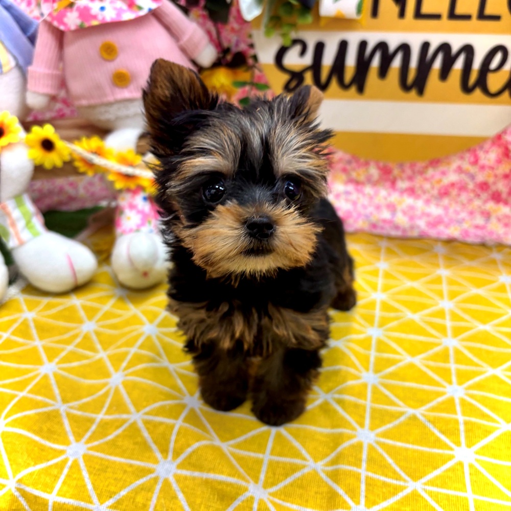 愛知県のヨークシャーテリア (犬の家＆猫の里名古屋天白店/2026年5月24日生まれ/女の子/スチールブルータン)の子犬の2枚目の画像