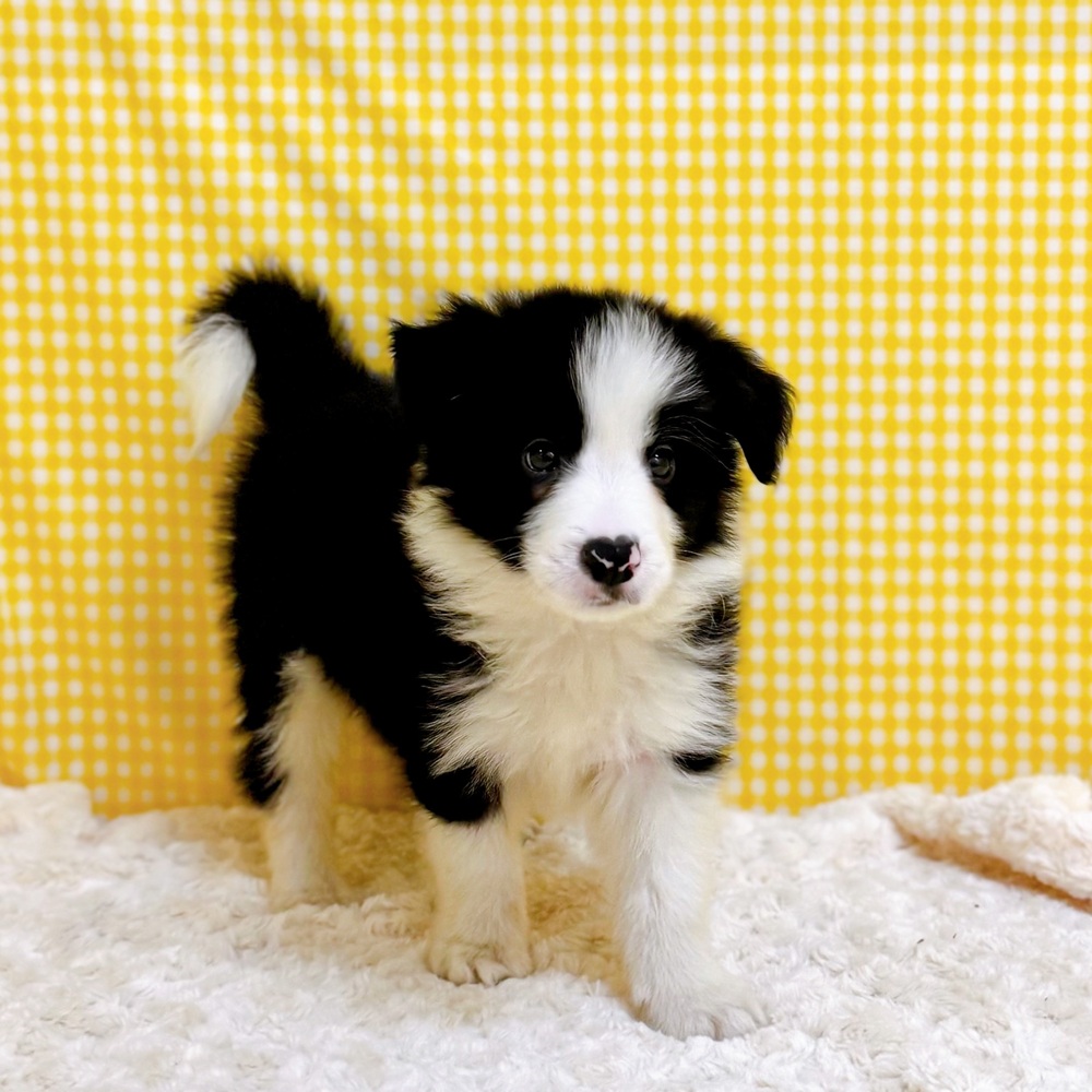 愛知県のボーダーコリー (犬の家＆猫の里一宮店/2026年5月27日生まれ/男の子/ブラックホワイト)の子犬の2枚目の画像