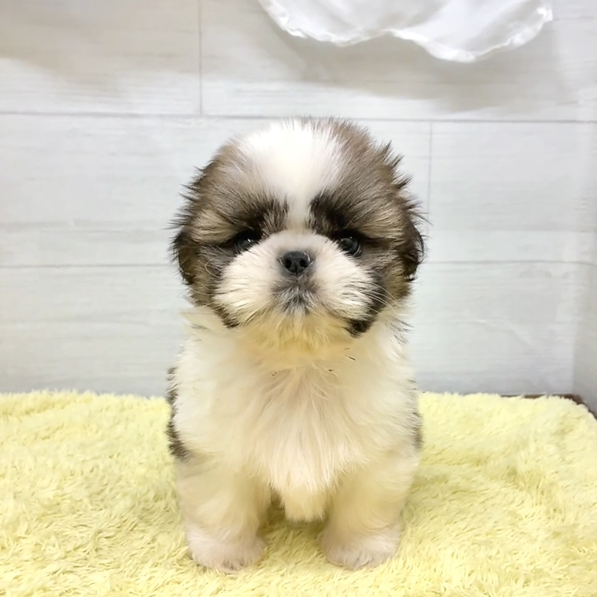 愛知県のシーズー (犬の家＆猫の里碧南店/2026年5月26日生まれ/女の子/ホワイトゴールド)の子犬の2枚目の画像