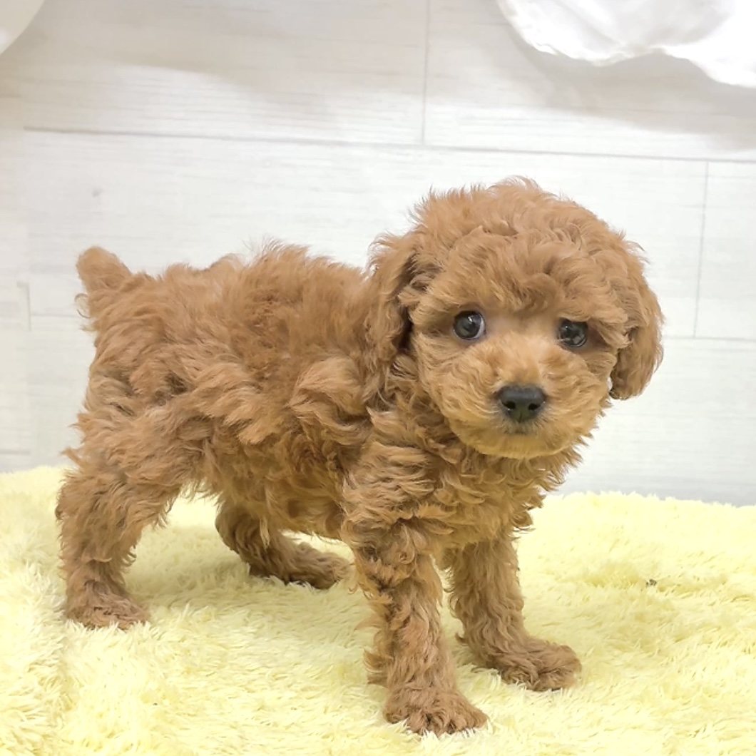 愛知県のトイプードル(トイ) (犬の家＆猫の里碧南店/2026年5月25日生まれ/男の子/レッドフォーン)の子犬の2枚目の画像