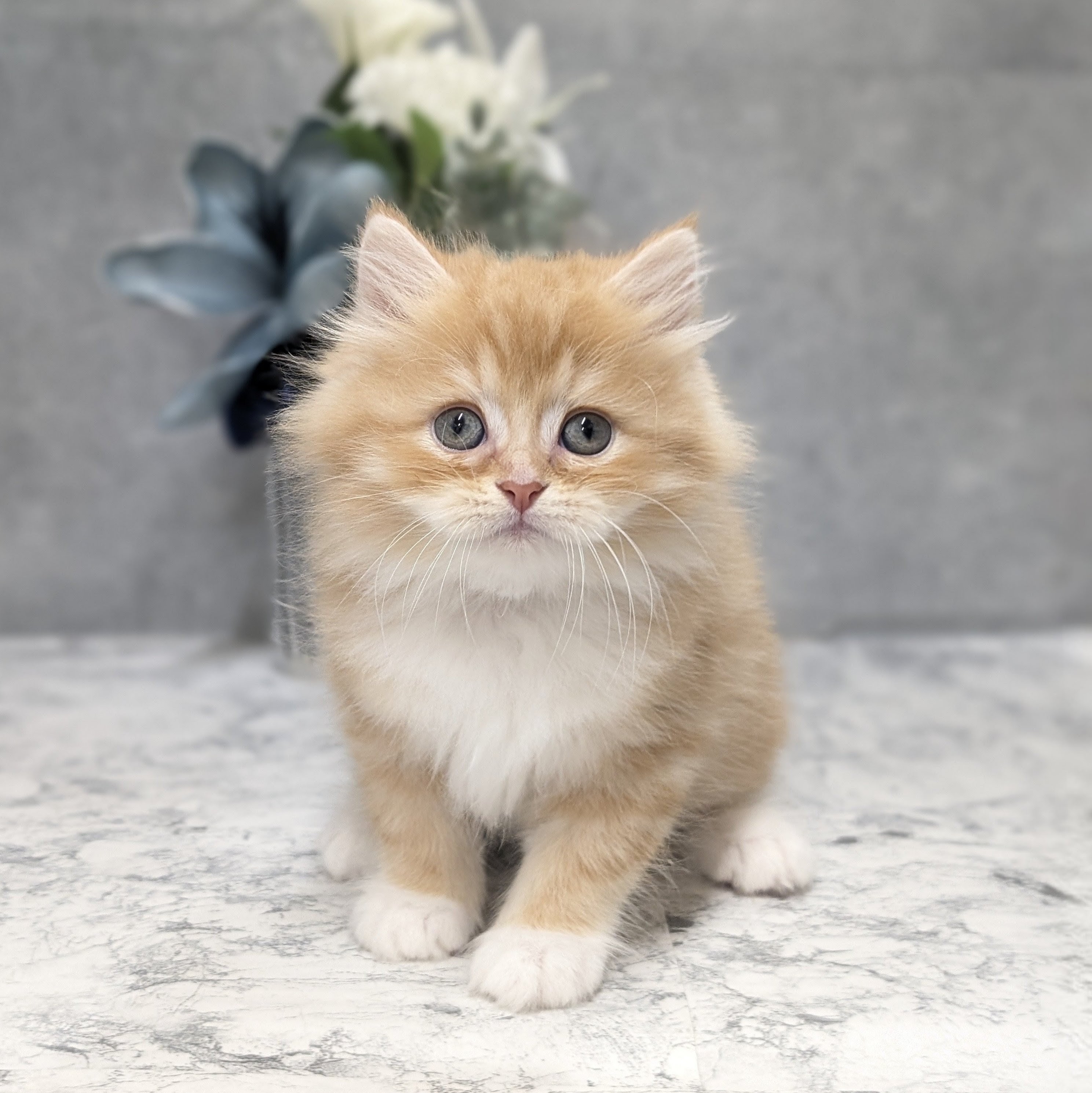 愛知県のラガマフィン (犬の家＆猫の里安城店/2026年5月27日生まれ/男の子/レッドタビーホワイト)の子猫の2枚目の画像
