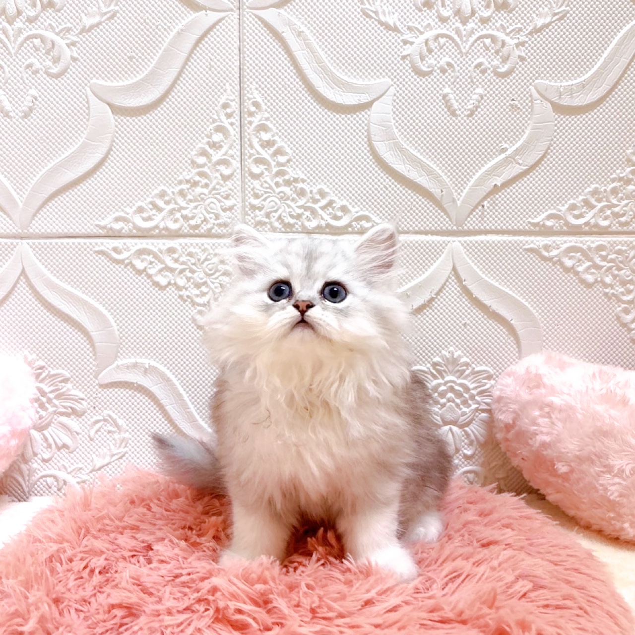 愛知県のペルシャ (犬の家＆猫の里岡崎店/2026年5月21日生まれ/男の子/チンチラシルバー)の子猫の2枚目の画像