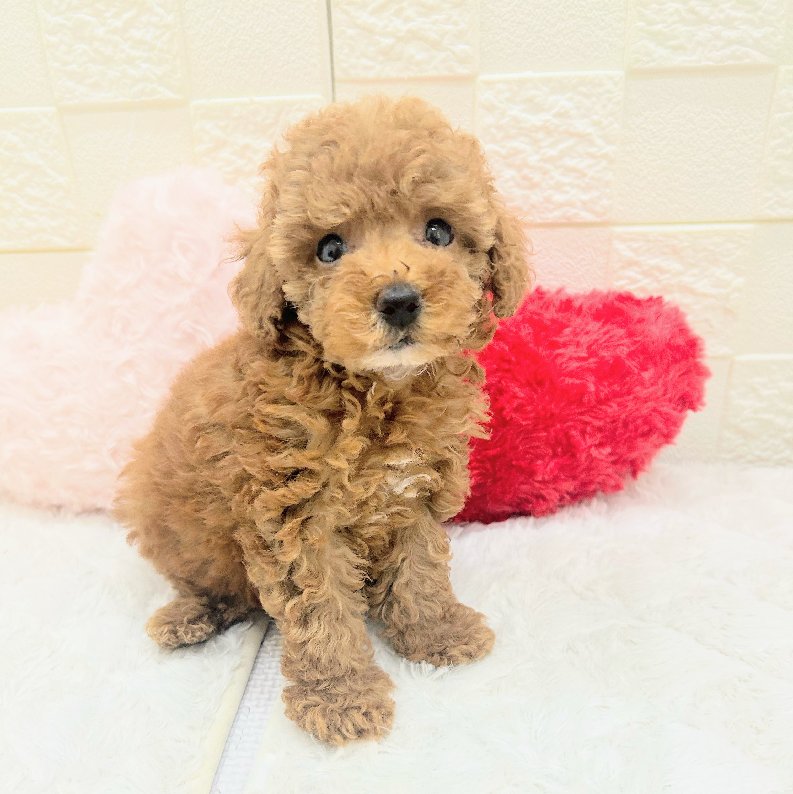 愛知県のトイプードル(トイ) (犬の家＆猫の里アミーゴ神の倉店/2026年5月27日生まれ/女の子/レッドフォーン)の子犬の1枚目の画像