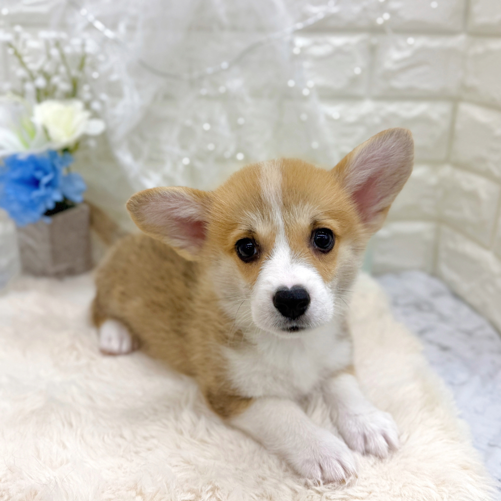 福井県のウェルシュコーギーペンブローク (犬の家＆猫の里アミーゴ福井大和田店/2026年5月26日生まれ/男の子/レッドホワイト)の子犬の2枚目の画像