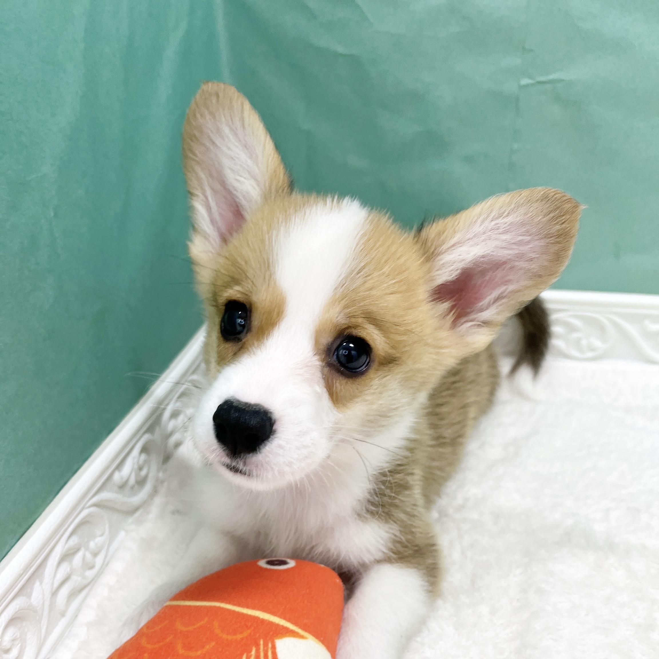 石川県のウェルシュコーギーペンブローク (犬の家＆猫の里アミーゴ金沢有松店/2026年5月26日生まれ/男の子/レッドホワイト)の子犬の1枚目の画像